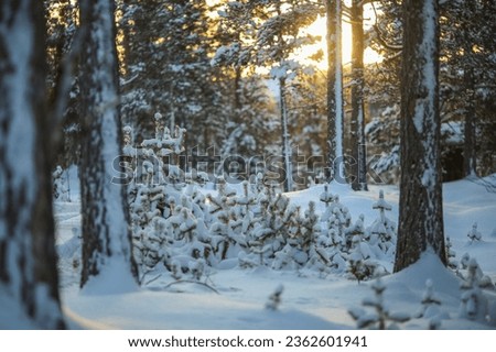 Golden hour in the snowy winter forest with pine trees covered with snow. The picture was taken in Innerdalen ( Innset), Norway