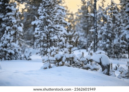 Golden hour in the snowy winter forest with pine trees covered with snow. The picture was taken in Innerdalen ( Innset), Norway