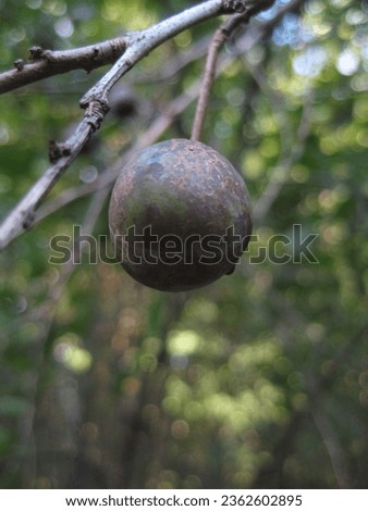 macro photo with a decorative natural background of black fruits of a wild forest plum tree in autumn for design as a source for prints, posters, wallpaper, decor, interiors, advertising, decoration