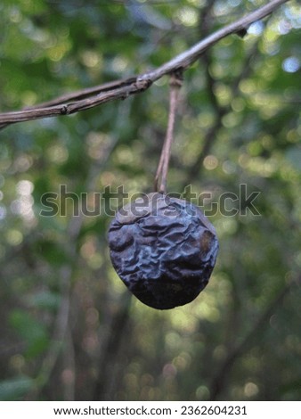 macro photo with a decorative natural background of a wrinkled dried fruit on a branch of a wild forest plum tree for decoration as a source for prints, posters, decor, interiors, wallpaper, advertisi