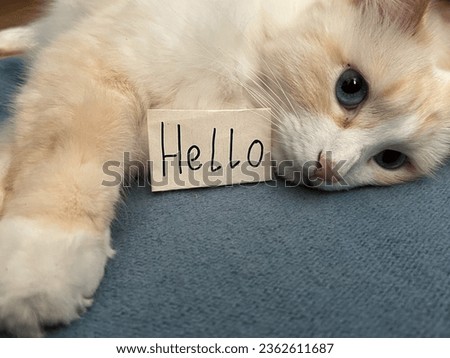 White cat close-up with a "Hello" sign