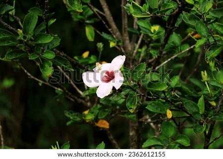 Single hibiscus flower blooming among the leaves on the branch