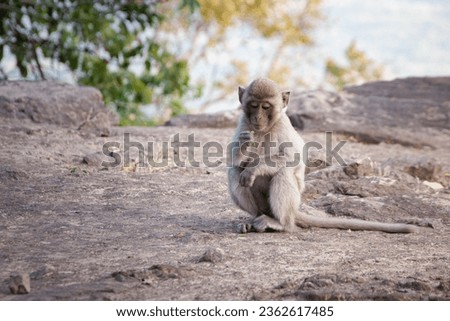 A picture of a monkey sitting and looking at his own hands.
