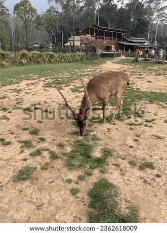 taken picture deer in bandung