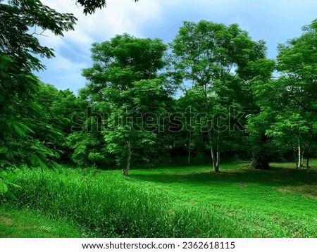 Green forest on a sunny day and clear sky in Cuba