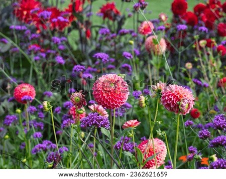 Autumn flowers meadow. Pink dahlia flowers. Beautiful pink and purple flowers on flowers field. Chrysanthemum on the green meadow. Close up floral. Autumn landscape. Green field with colorful flora. Royalty-Free Stock Photo #2362621659