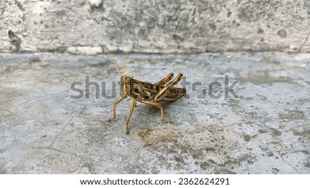 he image may depict a specific species of grasshopper, showcasing its unique coloration and physical attributes. Common species include green, brown, or camouflaged grasshoppers.