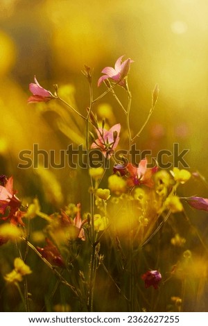 Floral picture. 
Flower plant.
Looks so beautiful. 