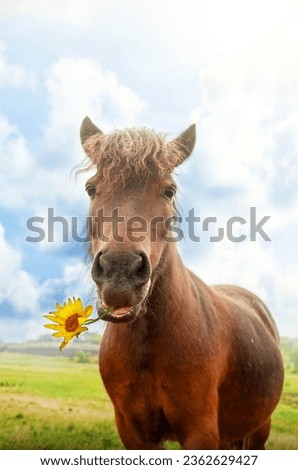 A cheerful horse on the green grass looks into the lens, smiles, holds a flower in its mouth. The idea of ​​a happy animal, a cartoon pony and a blue sky.