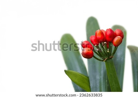 A close-up photograph showcasing the vibrant red seeds of Clivia miniata, captured at Sikkim Botanical Garden, isolated against a white background. Ample space is available for text, wallpaper