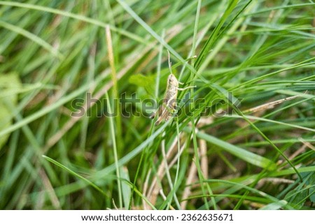 dark bush-cricket. Pholidoptera griseoaptera. on grass blade Royalty-Free Stock Photo #2362635671