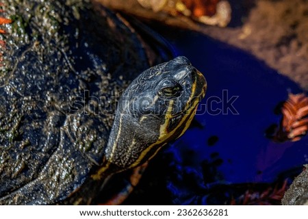 Picture of a small turtle