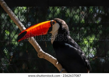Toucan (Ramphastos toco) in Brazil