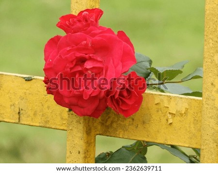 Red rose flower in garden