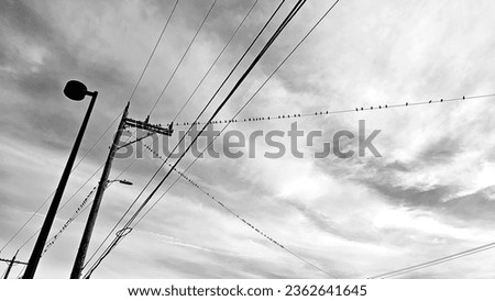 Nature senary birds, electric wire, sky-cloud, bird's picture, abstract picture.