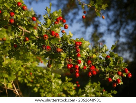 Common hawthorn in the end of summer, full of red berry-like pomes Royalty-Free Stock Photo #2362648931