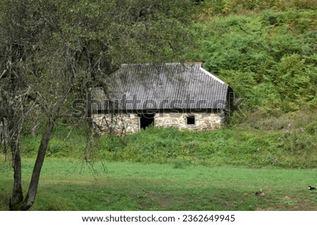 Old abandoned house, tree and two dogs. Countryside scenery on a summer day.