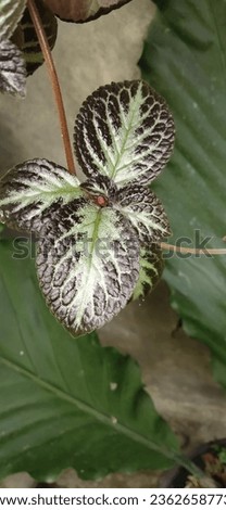 photo Episcia cupreata is an ornamental plant from the genus Episcia, this flowering plant comes from Africa, belongs to the Gesneriaceae family, and is used to cover the ground surface.
