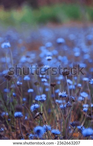 natural garden, europe, native, Food source habitat for butterflies and caterpillars, native insects, insects, native plants, meadow, blue, Echte Kugelblume
Globularia punctata, ball flowers Royalty-Free Stock Photo #2362663207