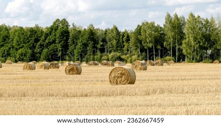 hay circles on the field during the seasonal harvest. High quality photo