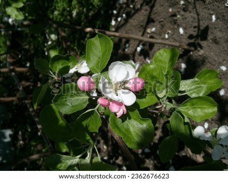 Blooming apple tree in the spring garden. Close up of pink white flowers on a tree.