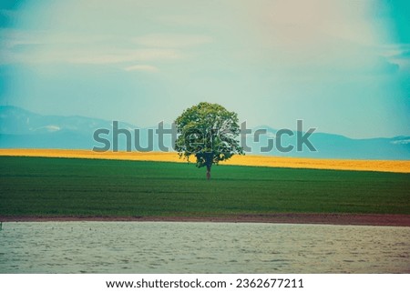 A Single Tree Standing Alone with Blue Sky and green Grass, natural outdoor seasonal spring background Royalty-Free Stock Photo #2362677211