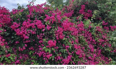 The lesser Bougainvillea is a common decorative, flowering shrub. 