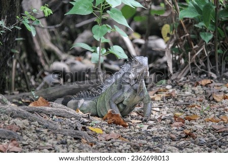 Iguana seen in Puerto Rico