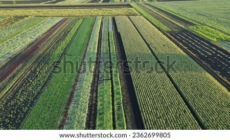 Aerial, Drone shot of Vegetable farms in New York, USA Royalty-Free Stock Photo #2362699805