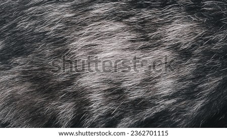 Brown Cat fur color close-up as a background. 