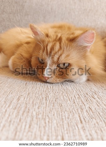 A beautiful red cat of the Siberian breed is resting on the sofa.