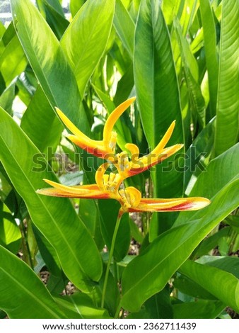 Portrait of heliconia flowers in a mixture of red and yellow with beautiful leaf background, very suitable as an ornamental plant in the home garden.