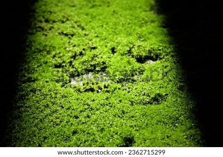 Colorful moss grows on wall. Beautiful green moss on the floor.