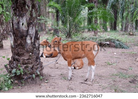 
Mother Balinese cow and her calf relaxing under an oil palm tree