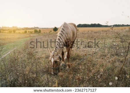 A beautiful brown horse with a braided mane is grazing in a field. Yellow and green background