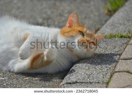 Lying on the pavement, red, white domestic cat