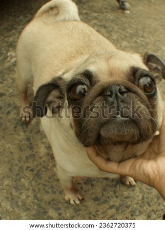 Picture of a dog pleading with its owner  Cute, big eyes