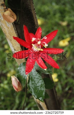 Red passionflower with raindrops on the petals, stock photo