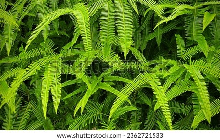 Beautiful green color False staghorn fern leaf arrangement. Fern image for background, cover photo or wallpaper 