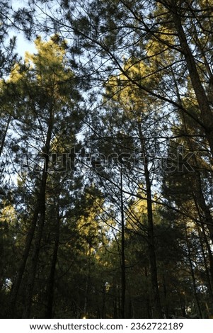 trees in a shady pine forest