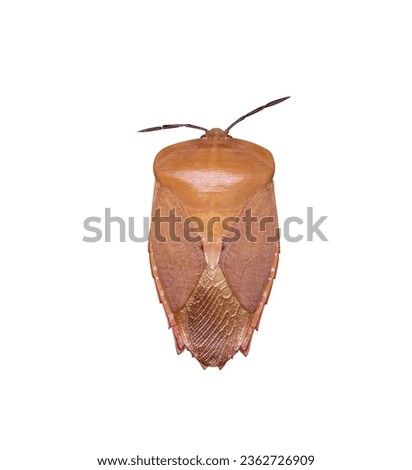 Stink Bugs or Tessaratoma papillosa Drury isolated on white macro background top view closeup with clipping path (the pests of longan and many other fruit trees ) Royalty-Free Stock Photo #2362726909