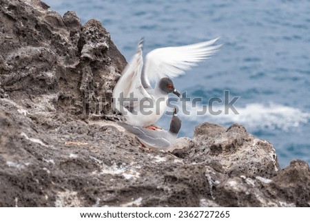 The Galapagos gull, also known as the earwig gull or the swallow-tailed gull, is a species of charadriform bird in the gull family. It is endemic to the Galapagos Islands
