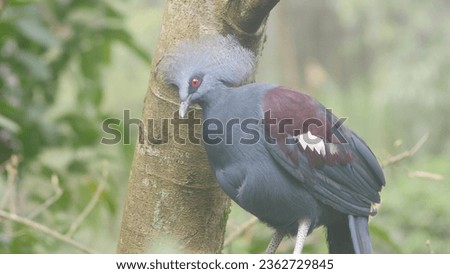 photo of a crown bird  Royalty-Free Stock Photo #2362729845