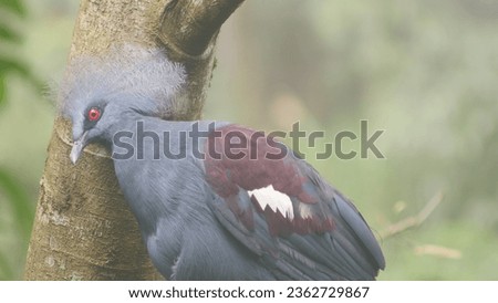 photo of a crown bird  Royalty-Free Stock Photo #2362729867