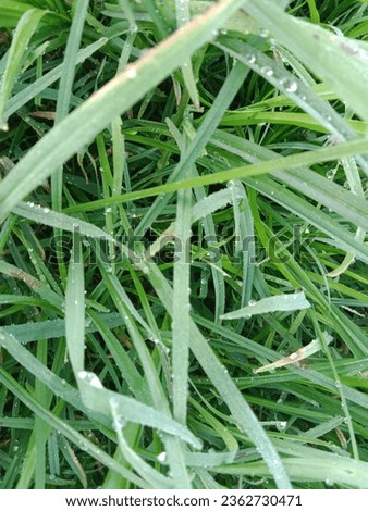 Grass is monocot plants with pointed leaves that are not too wide. Grass is usually used as a ground cover to reduce erosion and maintain soil fertility Royalty-Free Stock Photo #2362730471