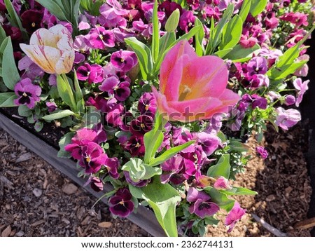 Pink and white tulips with purple pansies in bloom in spring