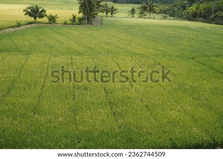 Rice fields with rice plants in the countryside