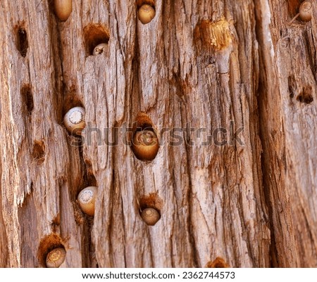 Close-up view of acorns inside holes on a tree trunk. Acorn woodpecker food storage at Palomar Mountain State Park.