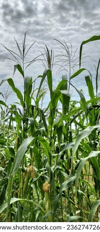 This is the picture of corn plant 