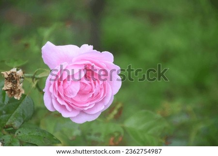 A picture of a pink rose with double petals is in the left corner of the picture. The background is blurred with the dark green color of the trees. It is characterized by a shallow image.